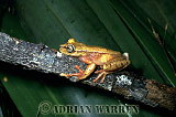 Amphibian, Preview of: 
frog18.jpg 
350 x 244 compressed image 
(77,010 bytes)