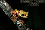 Amphibian, Preview of: 
frog20.jpg 
237 x 350 compressed image 
(69,893 bytes)