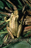 Amphibian, Preview of: 
frog24.jpg 
238 x 350 compressed image 
(94,079 bytes)