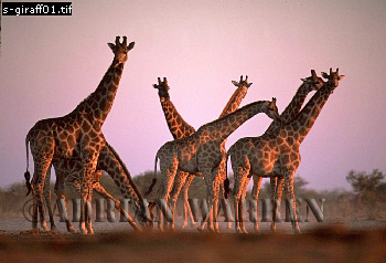 Giraffe (Giraffa camelopardalis), giraffe01.jpg 
350 x 238 compressed image 
(72,859 bytes)