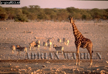 Giraffe (Giraffa camelopardalis), giraffe02.jpg 
350 x 241 compressed image 
(92,817 bytes)