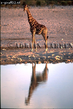 Giraffe (Giraffa camelopardalis), giraffe03.jpg 
236 x 350 compressed image 
(82,810 bytes)