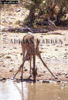 Giraffe (Giraffa camelopardalis), giraffe04.jpg 
239 x 350 compressed image 
(109,263 bytes)