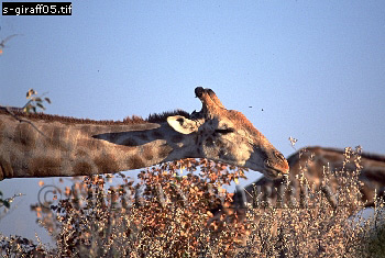 Giraffe (Giraffa camelopardalis), giraffe05.jpg 
350 x 235 compressed image 
(86,501 bytes)