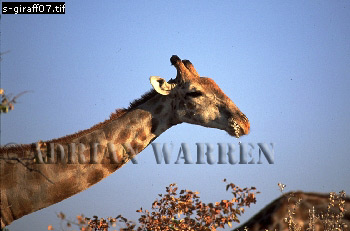 Giraffe (Giraffa camelopardalis), giraffe07.jpg 
350 x 231 compressed image 
(67,170 bytes)