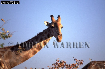 Giraffe (Giraffa camelopardalis), giraffe08.jpg 
350 x 229 compressed image 
(62,394 bytes)