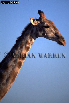 Giraffe (Giraffa camelopardalis), giraffe09.jpg 
236 x 350 compressed image 
(63,898 bytes)