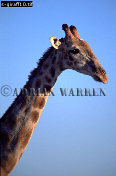 Giraffe (Giraffa camelopardalis), giraffe10.jpg 
232 x 350 compressed image 
(59,890 bytes)