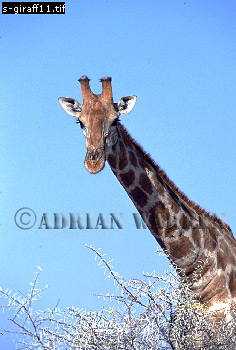 Giraffe (Giraffa camelopardalis), giraffe11.jpg 
236 x 350 compressed image 
(77,225 bytes)
