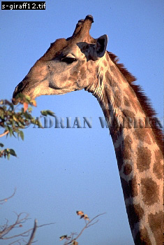 Giraffe (Giraffa camelopardalis), giraffe12.jpg 
235 x 350 compressed image 
(73,921 bytes)