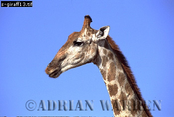 Giraffe (Giraffa camelopardalis), giraffe13.jpg 
350 x 236 compressed image 
(62,295 bytes)