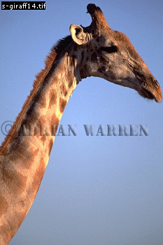 Giraffe (Giraffa camelopardalis), giraffe14.jpg 
233 x 350 compressed image 
(63,066 bytes)
