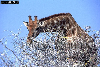 Giraffe (Giraffa camelopardalis), giraffe15.jpg 
350 x 235 compressed image 
(103,493 bytes)