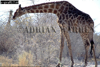 Giraffe (Giraffa camelopardalis), giraffe17.jpg 
350 x 236 compressed image 
(98,980 bytes)