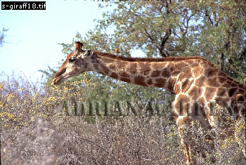 Giraffe (Giraffa camelopardalis), giraffe18.jpg 
350 x 235 compressed image 
(106,624 bytes)