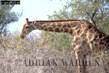 Giraffe (Giraffa camelopardalis), giraffe20.jpg 
350 x 234 compressed image 
(98,347 bytes)