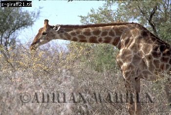 Giraffe (Giraffa camelopardalis), giraffe21.jpg 
350 x 236 compressed image 
(96,791 bytes)