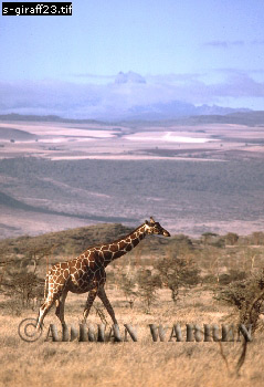 Giraffe (Giraffa camelopardalis), giraffe24.jpg 
239 x 350 compressed image 
(71,610 bytes)