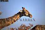 Giraffe (Giraffa camelopardalis), Preview of: 
giraffe07.jpg 
350 x 231 compressed image 
(67,170 bytes)