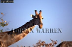 Giraffe (Giraffa camelopardalis), Preview of: 
giraffe08.jpg 
350 x 229 compressed image 
(62,394 bytes)