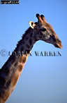 Giraffe (Giraffa camelopardalis), Preview of: 
giraffe10.jpg 
232 x 350 compressed image 
(59,890 bytes)