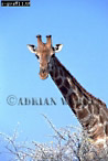 Giraffe (Giraffa camelopardalis), Preview of: 
giraffe11.jpg 
236 x 350 compressed image 
(77,225 bytes)
