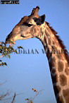 Giraffe (Giraffa camelopardalis), Preview of: 
giraffe12.jpg 
235 x 350 compressed image 
(73,921 bytes)
