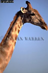 Giraffe (Giraffa camelopardalis), Preview of: 
giraffe14.jpg 
233 x 350 compressed image 
(63,066 bytes)