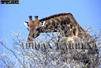 Giraffe (Giraffa camelopardalis), Preview of: 
giraffe15.jpg 
350 x 235 compressed image 
(103,493 bytes)