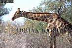 Giraffe (Giraffa camelopardalis), Preview of: 
giraffe16.jpg 
350 x 236 compressed image 
(105,377 bytes)
