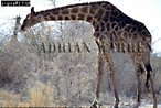 Giraffe (Giraffa camelopardalis), Preview of: 
giraffe17.jpg 
350 x 236 compressed image 
(98,980 bytes)