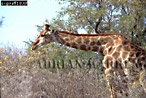 Giraffe (Giraffa camelopardalis), Preview of: 
giraffe18.jpg 
350 x 235 compressed image 
(106,624 bytes)