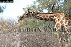 Giraffe (Giraffa camelopardalis), Preview of: 
giraffe19.jpg 
350 x 234 compressed image 
(106,255 bytes)