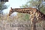 Giraffe (Giraffa camelopardalis), Preview of: 
giraffe20.jpg 
350 x 234 compressed image 
(98,347 bytes)