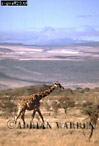 Giraffe (Giraffa camelopardalis), Preview of: 
giraffe24.jpg 
239 x 350 compressed image 
(71,610 bytes)
