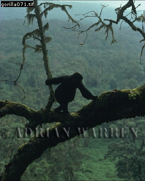 Mountain Gorilla, Gorilla g. beringei, gorilla01.jpg 
290 x 360 compressed image 
(86,155 bytes)
