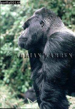 Mountain Gorilla, Gorilla g. beringei, gorilla02.jpg 
247 x 360 compressed image 
(93,003 bytes)