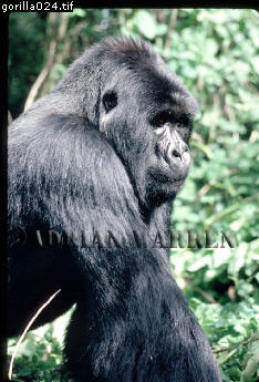 Mountain Gorilla, Gorilla g. beringei, gorilla03.jpg 
234 x 345 compressed image 
(82,116 bytes)