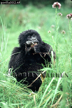 Mountain Gorilla, Gorilla g. beringei, gorilla07.jpg 
242 x 360 compressed image 
(99,528 bytes)