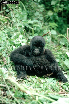 Mountain Gorilla, Gorilla g. beringei, gorilla08.jpg 
242 x 360 compressed image 
(105,810 bytes)