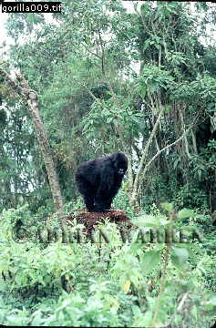 Mountain Gorilla, Gorilla g. beringei, gorilla09.jpg 
237 x 360 compressed image 
(122,278 bytes)