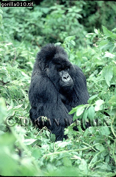 Mountain Gorilla, Gorilla g. beringei, gorilla10.jpg 
236 x 360 compressed image 
(98,172 bytes)