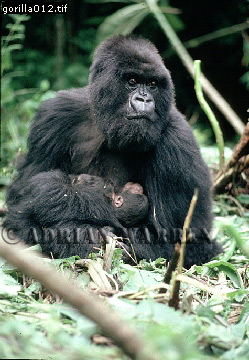 Mountain Gorilla, Gorilla g. beringei, gorilla11.jpg 
249 x 360 compressed image 
(93,963 bytes)