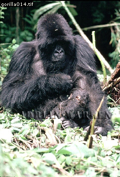 Mountain Gorilla, Gorilla g. beringei, gorilla12.jpg 
243 x 360 compressed image 
(104,736 bytes)