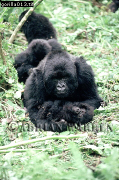 Mountain Gorilla, Gorilla g. beringei, gorilla13.jpg 
238 x 360 compressed image 
(104,871 bytes)