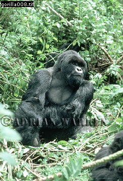 Mountain Gorilla, Gorilla g. beringei, gorilla14.jpg 
244 x 360 compressed image 
(120,178 bytes)