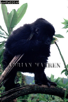 Mountain Gorilla, Gorilla g. beringei, gorilla15.jpg 
239 x 360 compressed image 
(68,517 bytes)