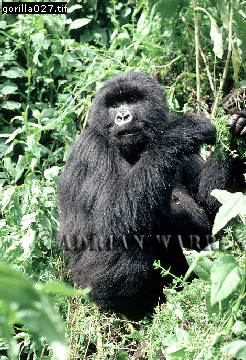 Mountain Gorilla, Gorilla g. beringei, gorilla17.jpg 
246 x 360 compressed image 
(123,303 bytes)