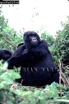 Mountain Gorilla, Gorilla g. beringei, gorilla18.jpg 
241 x 360 compressed image 
(76,670 bytes)