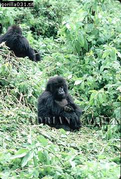 Mountain Gorilla, Gorilla g. beringei, gorilla19.jpg 
243 x 360 compressed image 
(131,154 bytes)